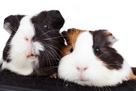 Do Guinea Pigs Change Gender?