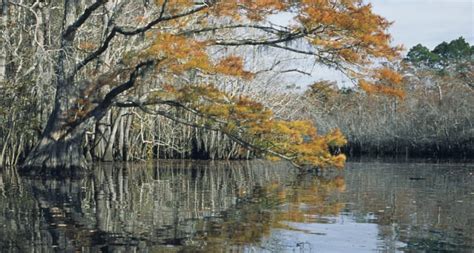 Apalachicola River Paddling Trail System