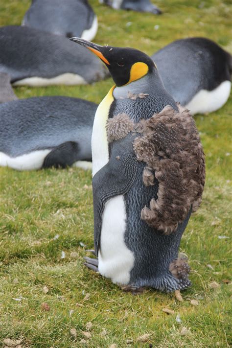 Animal Focus: The King Penguin | Goway Travel