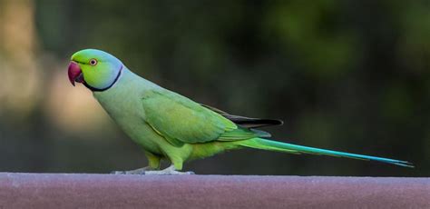 Rose-ringed Parakeet - Owen Deutsch Photography