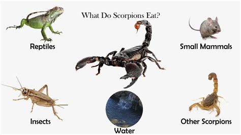 What Do Scorpions Eat? - Feeding Nature