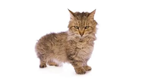 LAMBKIN CAT PERSONALITY AND BREED (ALL YOU NEED TO KNOW) - DorkyCats