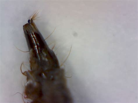 Drain Fly Larvae - Foothill Sierra Pest Control