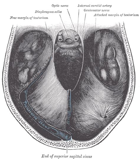 Tentorium cerebelli - wikidoc