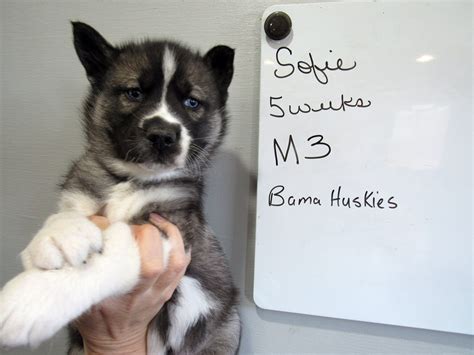 Sofie's Agouti Puppies - Siberian Husky Puppies For Sale