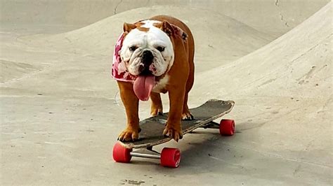 Dog teaches herself to skateboard, video goes viral | Fox News