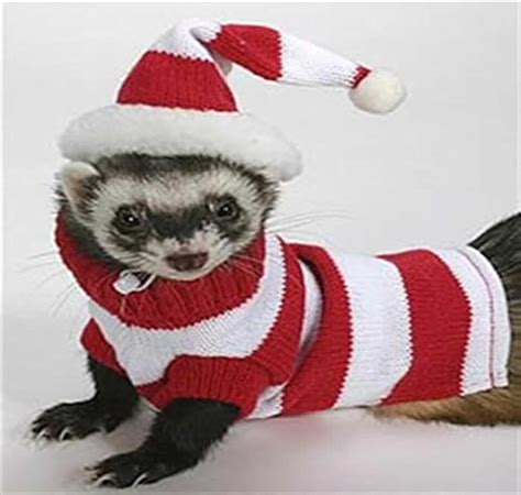 Amazon.com: ferret sweaters