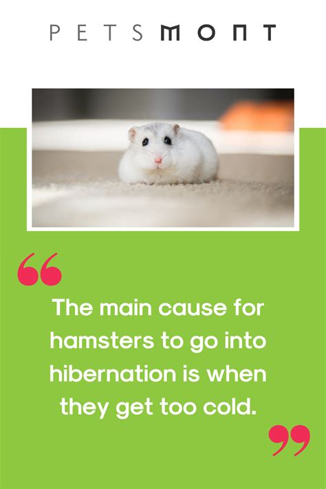 Hamster Hibernation | Hamster, Dog crossbreeds, Turtle care