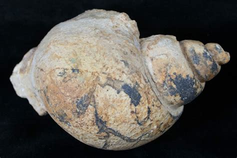 Huge 5.3" Gastropod Fossil - Sahara For Sale (#14281) - FossilEra.com