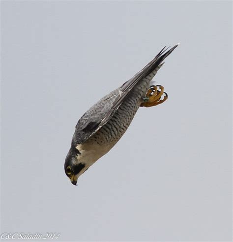 Falcon Images: Peregrine Falcon Diving For Prey