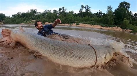 Texas trophy: Man hooks 300-pound alligator gar outside Houston