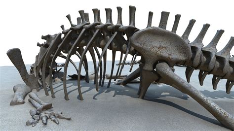 Diplodocus skeleton model - TurboSquid 1299043