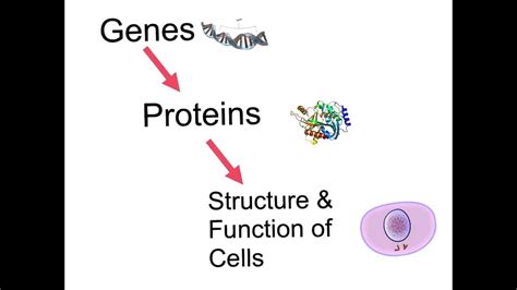 Cell Differentiation video - YouTube