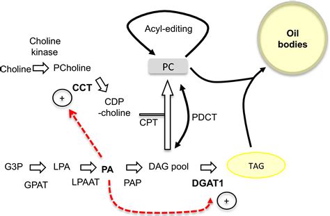 Diacylglycerol acyltransferase 1 is activated by phosphatidate and ...