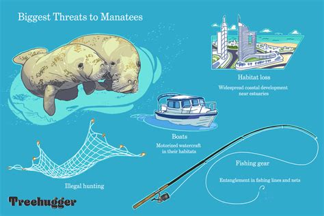 Are Manatees Endangered? Conservation Status, Threats, How to Help