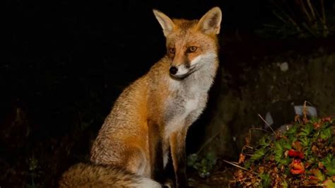 Fox - Nocturnal Animals Photo (41431359) - Fanpop