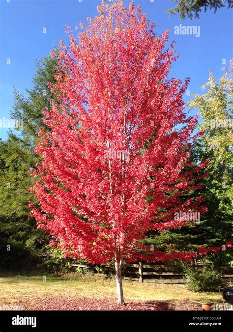 Red maple tree Stock Photo - Alamy