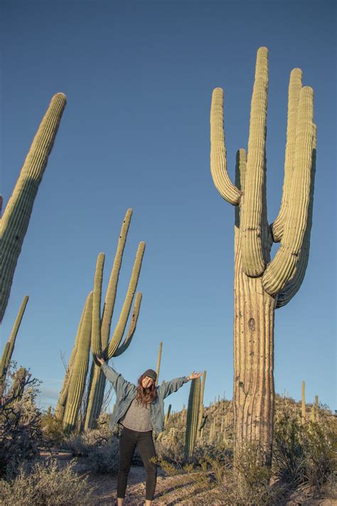 Southwestern USA: Discover the giant cacti of southern Arizona! – Blog