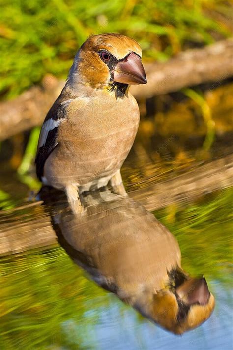 Hawfinchforest Pondmediterranean Forestspain Pond Biodiversity Habitat Photo Background And ...