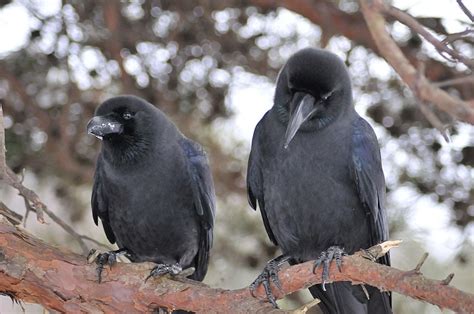 2 Crows Meaning: What Do They Symbolize? | UniGuide