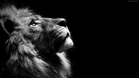 عکس سیاه و سفید حیوان شیر | Black and white lion, Lion profile, Lion ...