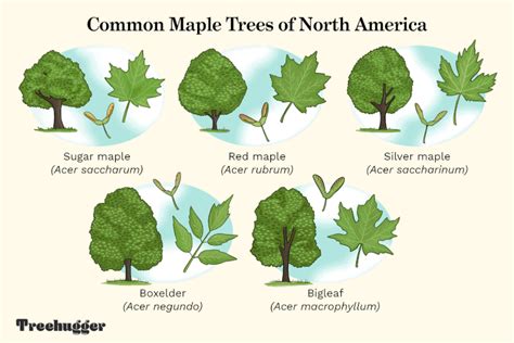 Identify the 5 Most Common Maple Trees