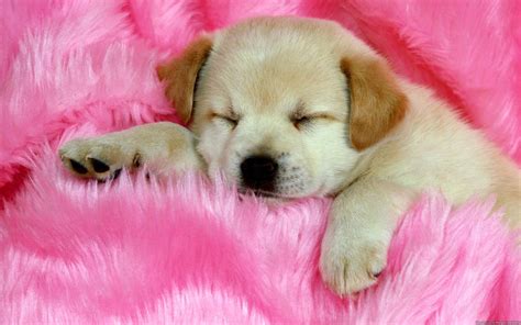 Mignon Fonds d'écran 1920x1200 Id: 277093 | Baby dogs, Cute dogs, Cute baby puppies
