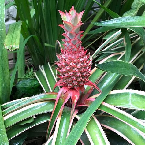 This Tropical Plant Features a Tiny Pink Pineapple, and You Can Order ...