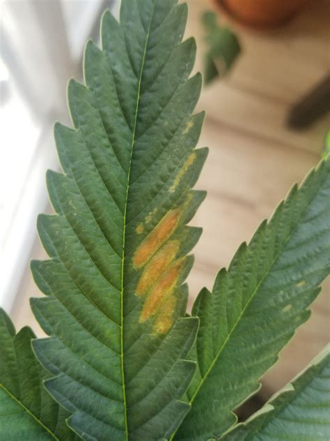 Rust-Looking Discoloration on One Leaf | THCFarmer - Cannabis Cultivation Network