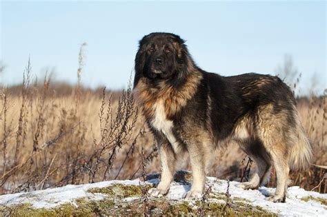 Are Caucasian Shepherds Good Guard Dogs