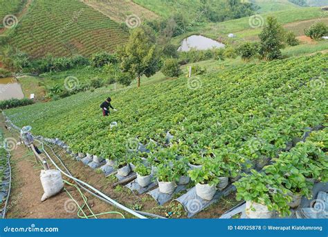 Strawberry Farm, Baguio, Philippines Editorial Image | CartoonDealer.com #105499796