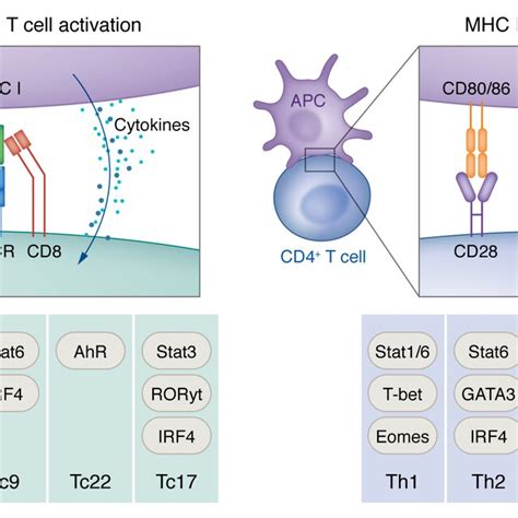 MHC-dependent antigen presentation. CD8 + (left) and CD4 + (right) T ...