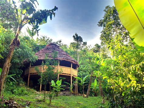 Best Ayahuasca Retreats in Peru: A Transformative Journey