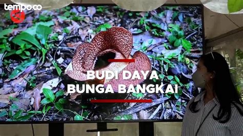 Pengembangan Rafflesia Arnoldi, Bunganya Berhasil Mekar di Luar Habitat Asli - Video Tempo.co