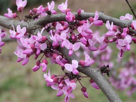 Plant Care 101: Eastern Redbud Tree – FastGrowingTrees.com