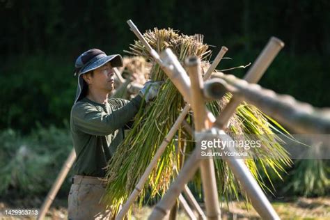 29,492 Harvesting Rice Stock Photos, High-Res Pictures, and Images - Getty Images