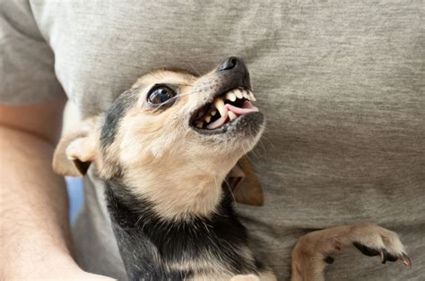 5 Explanations For Why Do Chihuahuas Bark So Much