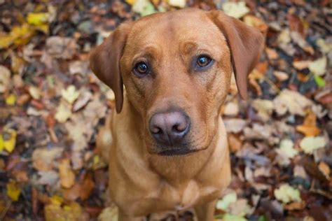 11 Unique Names For Your Red Fox Labrador - The Labrador Family