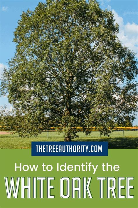 How to Identify White Oak Trees (Quercus alba) in 2022 | White oak tree, Tree identification ...