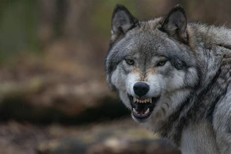 Download Snarl Animal Wolf 4k Ultra HD Wallpaper