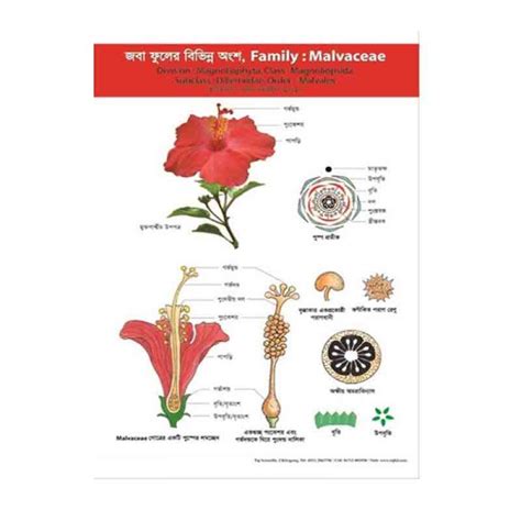 MALVACEAE – CHART