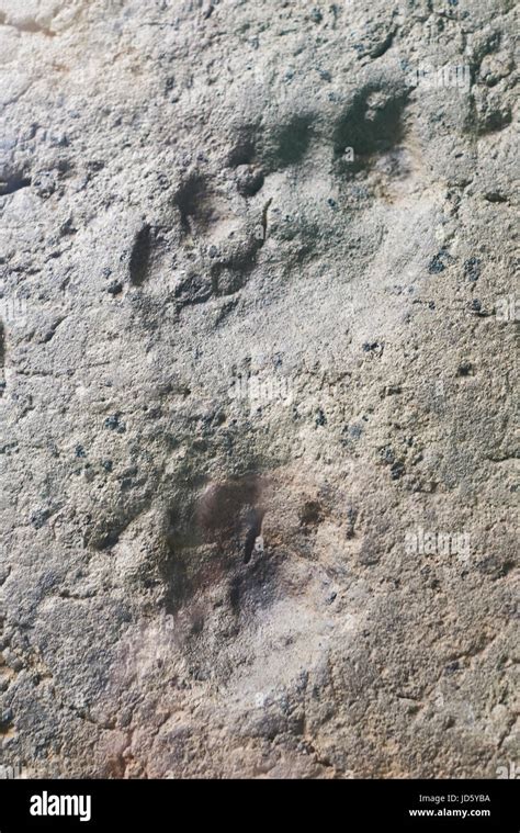 Fossil footprint human hi-res stock photography and images - Alamy