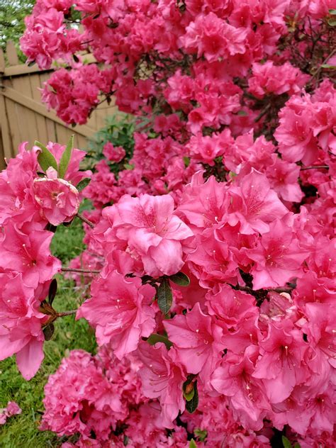 Top Tips to Revive Indoor Azaleas Plant - Plants Craze