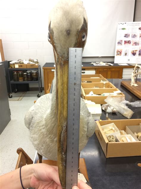 American White Pelican | Fur, Feathers, Fangs, and Frogs