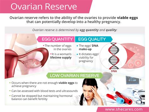 How To Increase Ovarian Reserve - Netwhile Spmsoalan