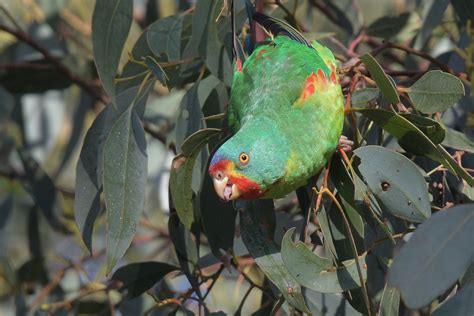 Swift Parrot - Aviculture Hub