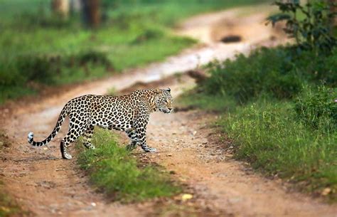 Wildlife Sanctuaries in India