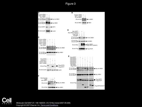 SIRT1 Regulates the Function of the Nijmegen Breakage Syndrome Protein - ppt download