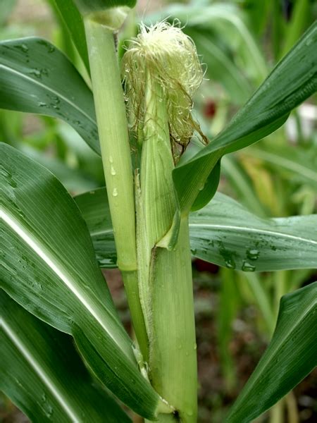 TanamSendiri.com -- Grow Your Own: Menanam Jagung Manis