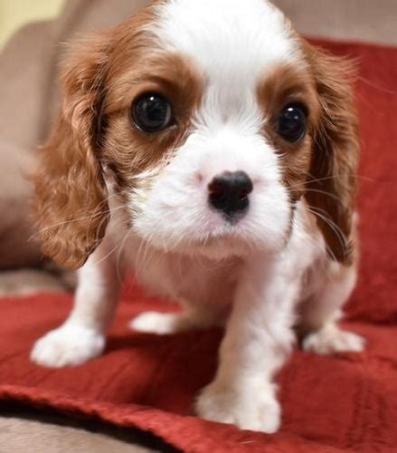 Cavalier King Charles Spaniel Puppy for Sale - Adoption, Rescue for Sale in San Diego ...